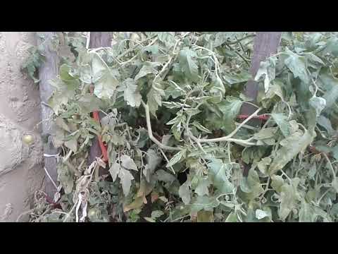 Walipini bemutatása, Télen paradicsom, Téli üvegház és növénytermelés #walipini #vegetables