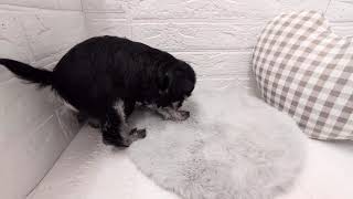 ミニチュアシュナウザーの動画01