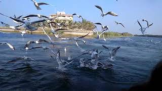 preview picture of video 'Bird flying out of boat, bird flying eye sight'
