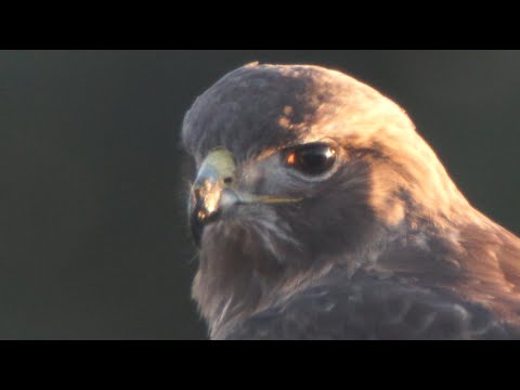 Big Red & Arthur, 3/13/2021 (HD)