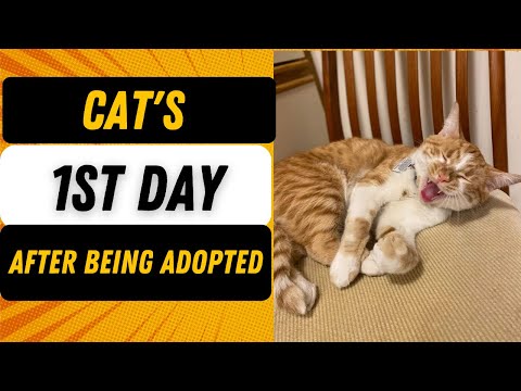CAT FORMING A BOND ON THE FIRST DAY OF BEING ADOPTED BY A FIRST-TIME CAT MOM | Max The Playful Cat