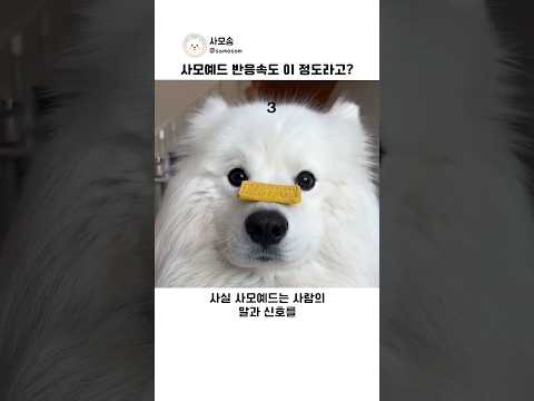 321 듣자마자 먹어버리는 사모예드 반응속도