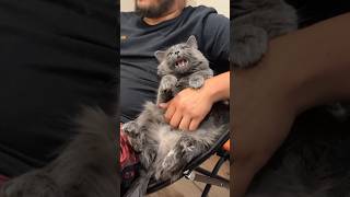 He Is Charging Up For The Bite 😂