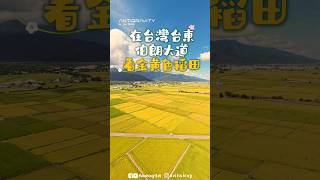 🇹🇼在台灣台東看金黃色稻田,現在正是時候!🌾