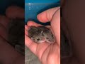 Sleepy Baby Mice | Living Sky Wildlife Rehabilitation