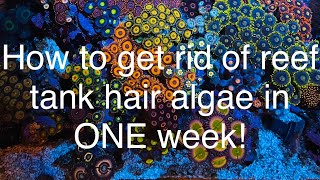 How to get rid of hair algae in your reef tank aquarium in ONE week! No more hair algae!