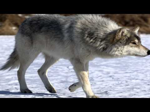 Shaman and Snake (ШАМАН И ЗМЕЯ)