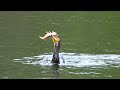 Cormorant Catches Fish Victoria Park Phalacrocorax Carbo Perca Fluviatilis