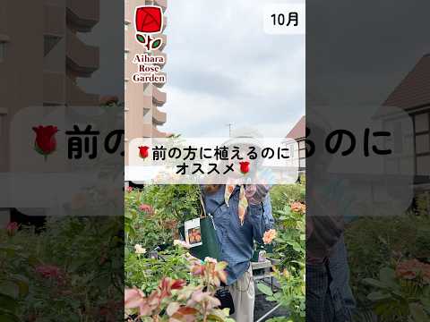 オープングラウンドにマグノリアを植える時期