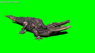 Download lagu Background Hewan- Buaya Ganas mau Terekam orang mp3