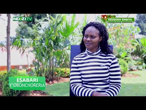 ESABARI Y'OBOONCHORERIA- DOGS