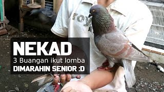 Download lagu Merpati Balap 3 Buangan Ikut Lomba Jagungan, Seru-Seruan Aja Bos mp3 Download lagu Merpati Balap 3 Buangan Ikut Lomba Jagungan, Seru-Seruan Aja Bos mp3