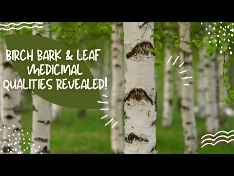 Birch Tree Bark : Bark and Leaf Medicinal Qualities Revealed!