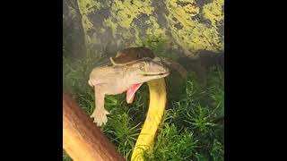 テングキノボリヘビ