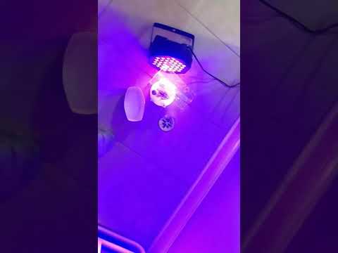 YouTube video about: Can a black light cure resin?