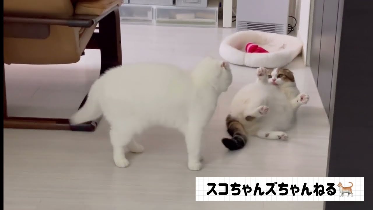 【スコティッシュフォールド】モコちゃんフラレるの巻【スコちゃんズちゃんねる】