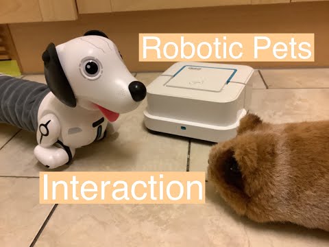 Robo Dash in Follow Me mode meets Gupi Guinea Pig & Braava Jet