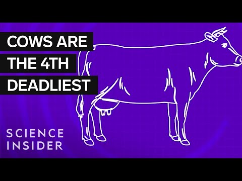 美國11種最致命的動物住在哪裡? (Where The 11 Deadliest Animals In The US Live)