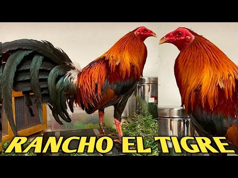 Yellow leg hatch Brownred Grey - RANCHO EL TIGRE