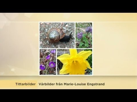 Sophia Nilsson visar tittarnas väderbilder - Nyhetsmorgon (TV4)