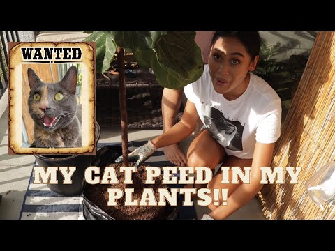 What to do when your cat pees in your plants - Repotting my Fiddle Leaf Fig Tree | Ladesa