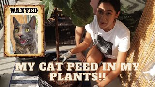 What to do when your cat pees in your plants - Repotting my Fiddle Leaf Fig Tree | Ladesa
