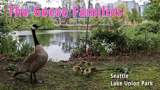 【シアトルの動物】カナダガンの家族/【Animal of Seattle】Canada Geese Family
