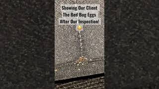 Bed Bug Eggs (and Bed Bugs) in a NYC apartment! 😳 😅 #bedbugs #bedbuginspection #bedbugeggs
