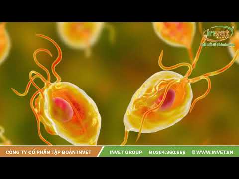 CÔN TRÙNG THƯỜNG PHÁT TRIỂN MẠNH TRONG ĐIỀU KIỆN ÀO