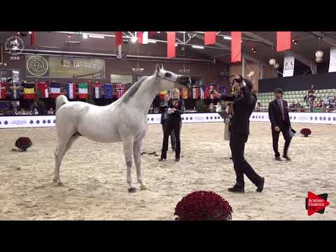 N.187 ALBANO - Lier 2018 - 11 Years Old and Older Stallions (Class 14)