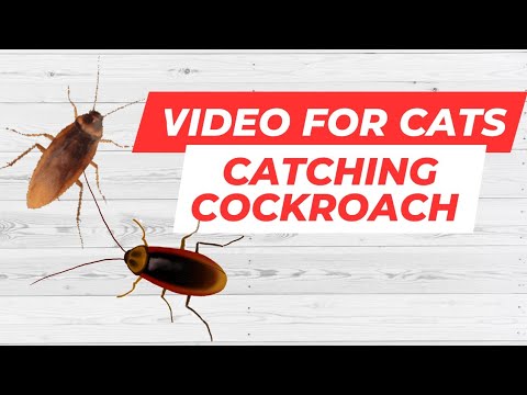 Cat Games. Realistic Cockroaches on Screen. Video for Cats.