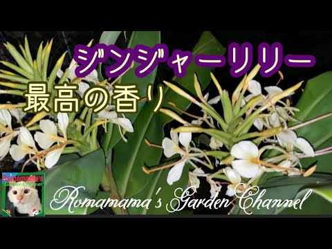 ジンジャー 植物