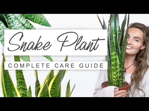Tips and Tricks For Snake Plants 🌱 Low Maintenance Indoor Plants That Clean The Air