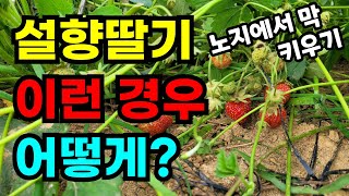 딸기 키우는방법/ 노지딸지 잎이 무성해서 딸기가 파묻혀요 어떻게 해야할까요