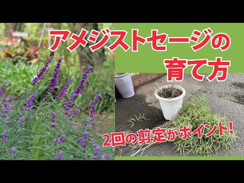 園芸 ブルーセージブッシュ