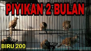 Download lagu PERKUTUT BANGKOK PIYIKAN untuk pancingan bunyi piyik mp3
