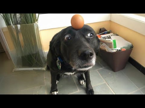 Hilarious Dog Videos Of The Year That Will Make You Laugh To Tears! 😂🐕
