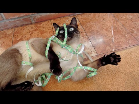 CATS and KITTENS will make you LAUGH YOUR HEAD OFF