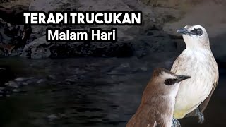 Download lagu TERAPI TRUCUKAN MALAM HARI ampuh  MENGATASI TRUCUKAN STRES MALAS BUNYI biar Cepat gacor mp3