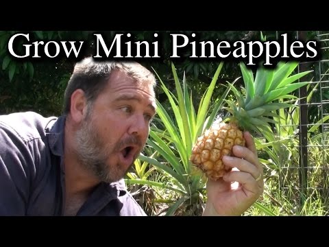 How to Grow Mini Pineapples From Tops - Extra Tips & NO rooting in Water Required!