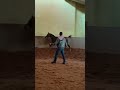 Orian Cass, Straight Egyptian  stallion 2017 #music #arabian #arabianhorseshow #straightegyptian