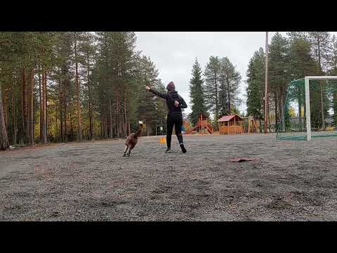 Tsemppi, obedience training 17.9.2022