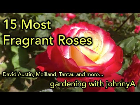 15 Most Fragrant Roses - David Austin, Meilland, Tantau and others