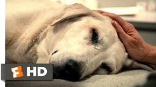"Marley & Me" - You're A Great Dog, Marley