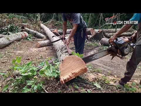 Penebangan Pohon Kelapa Super Di Pinggir Sungai.