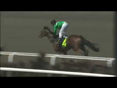 [Horse to follow] GOLDEN TOMAHAWK can win when back to 1000M polytrack