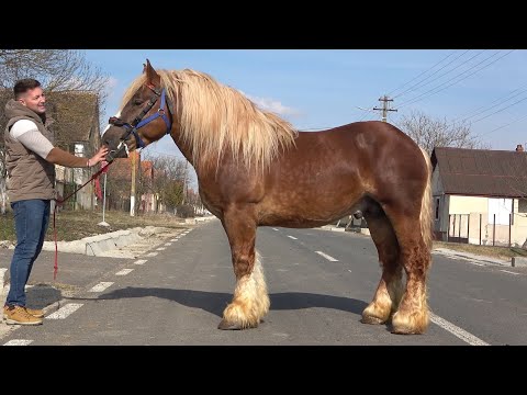 Caii lui Adi si Iani de la Brestovat, Timis - 2023 Nou!!!