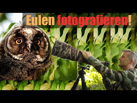 How do you find owls? Take pictures of owls! 📷