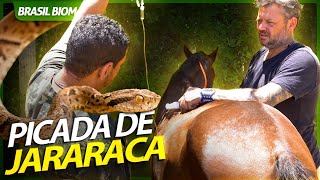 Miniatura do vídeo