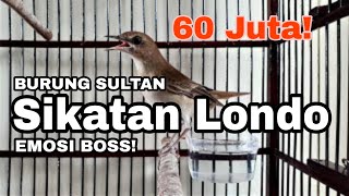 Download lagu SUARA JAHAT BURUNG SIKATAN LONDO GACOR HABIS... mp3